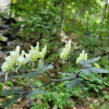 투구꽃(Aconitum jaluense Kom.) : 현촌
