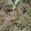 족제비고사리(Dryopteris varia (L.) Kuntze) : 설뫼*