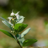 순비기나무(Vitex rotundifolia L.f.) : 설뫼