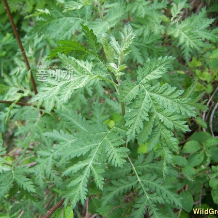 더위지기(Artemisia sacrorum Ledeb. var. iwayomogi (Kitam.) M.S.Park & G.Y.Chung) : 들국화