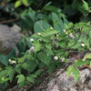 종덩굴(Clematis fusca var. violacea Maxim.) : 산들꽃