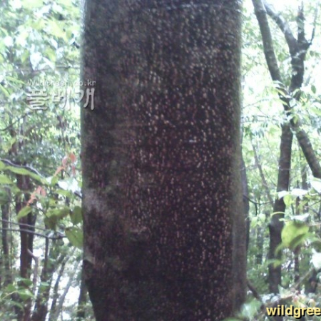 검은재나무(Symplocos prunifolia Siebold & Zucc.) : 벵듸낭