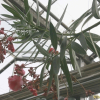 협죽도(Nerium oleander L.) : 무심거사