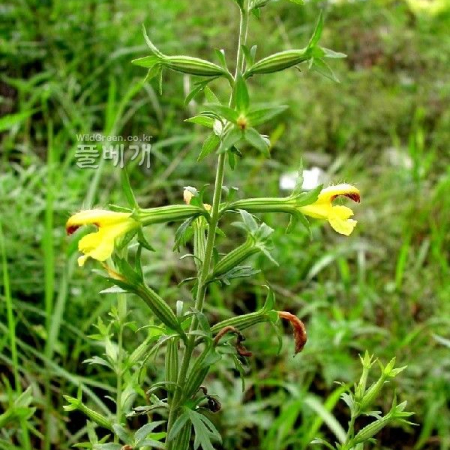 절국대(Siphonostegia chinensis Benth.) : 벼루