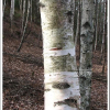 사시나무(Populus tremula L. var. davidiana (Dode) C.K.Schneid.) : 현촌