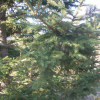 독일가문비(Picea abies (L.) H.Karst.) : 능선따라