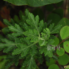 더위지기(Artemisia sacrorum Ledeb. var. iwayomogi (Kitam.) M.S.Park & G.Y.Chung) : 통통배