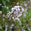 홍도까치수염(Lysimachia pentapetala Bunge) : 산들꽃