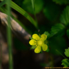 뱀딸기(Duchesnea indica (Andr.) Focke) : 벼루