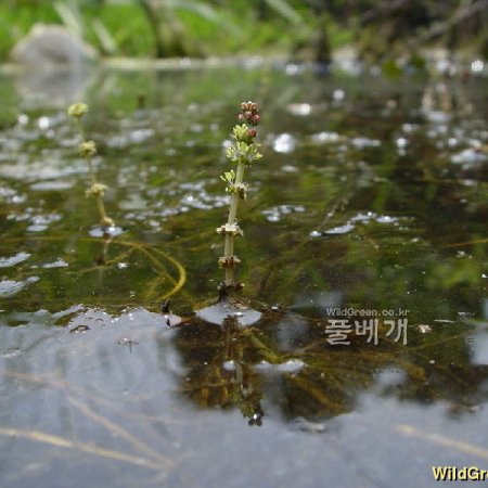 이삭물수세미(Myriophyllum spicatum L.) : 통통배
