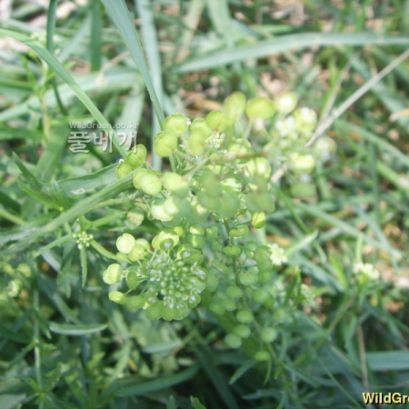 다닥냉이(Lepidium apetalum Willd.) : 봄까치꽃