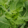 유채(Brassica napus L.) : 별꽃