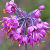산부추(Allium thunbergii G.Don) : 꽃사랑