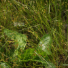 길골풀(Juncus tenuis Willd.) : 추풍