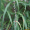 쥐꼬리풀(Aletris spicata (Thunb.) Franch.) : 통통배
