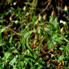 달맞이장구채(Silene latifolia Poir. subsp. alba (Mill.) Greuter & Burdet) : 통통배