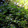 나도물통이(Nanocnide japonica Blume) : 통통배
