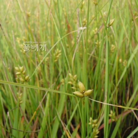 애기천일사초(Carex subspathacea Wormsk.) : 청암