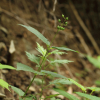 토현삼(Scrophularia koraiensis Nakai) : 벼루