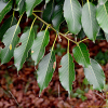 붉가시나무(Quercus acuta Thunb.) : 봄까치꽃