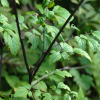 촛대승마(Actaea simplex (DC.) Wormsk. ex Prantl) : habal
