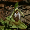 광릉요강꽃(Cypripedium japonicum Thunb. ex Murray) : 무심거사