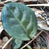노루발(Pyrola japonica Klenze ex Alef.) : 능선따라