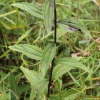 벌등골나물(Eupatorium makinoi Kawah. & Yahara var. oppositifolium (Koidz.) Kawah. & Yahara) : 무심거사