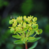 암대극(Euphorbia jolkinii Boiss.) : 통통배