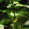 좀가지풀(Lysimachia japonica Thunb.) : 塞翁之馬