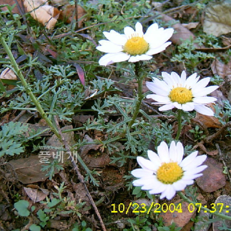 한라구절초(Dendranthema coreanum (H.L?v. & Vaniot) Vorosch.) : 현촌