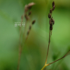 파드득나물(Cryptotaenia japonica Hassk.) : habal