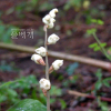 애기천마(Chamaegastrodia shikokiana Makino & F.Maek.) : habal