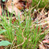 그늘사초(Carex lanceolata Boott) : 고들빼기