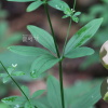 갈퀴아재비(Asperula lasiantha Nakai) : 산들꽃