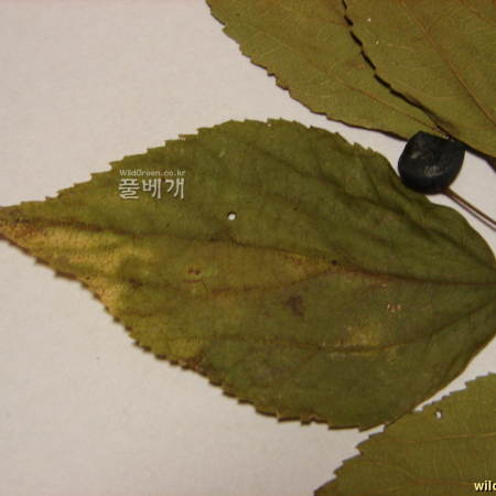 검팽나무(Celtis choseniana Nakai) : 청암