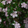 백정화(Serissa japonica (Thunb.) Thunb.) : 산들꽃