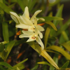 석곡(Dendrobium moniliforme (L.) Sw.) : 풀잎사랑