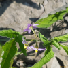 미국까마중(Solanum americanum Mill.) : 청암