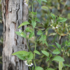 미국까마중(Solanum americanum Mill.) : 청암