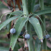 층층둥굴레(Polygonatum stenophyllum Maxim.) : 들국화