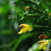 절국대(Siphonostegia chinensis Benth.) : 여로