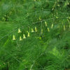 망적천문동(Asparagus davuricus Fisch. ex Link) : 박용석