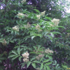 덧나무(Sambucus racemosa L. subsp. sieboldiana (Blume ex Miq.) H.Hara) : 벵듸낭