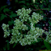 긴뚝갈(Patrinia monandra C.B. Clarke) : 설뫼*
