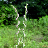 타래난초(Spiranthes sinensis (Pers.) Ames) : 별꽃