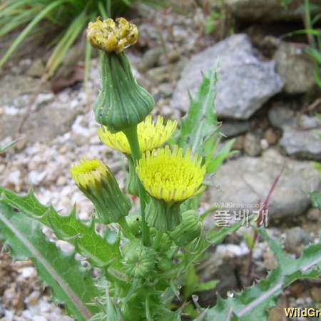 큰방가지똥(Sonchus asper (L.) Hill) : 청암