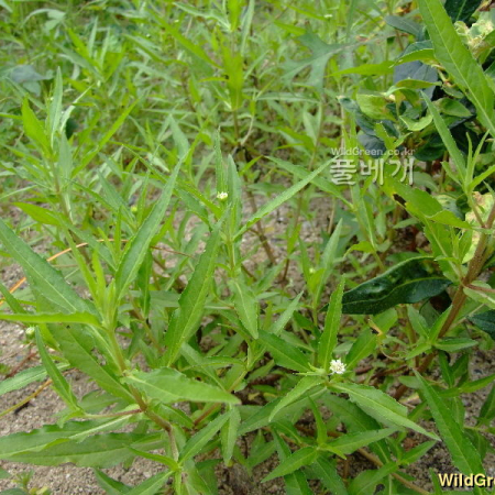 가는잎한련초(Eclipta alba (L.) Hassk.) : 塞翁之馬