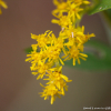 양미역취(Solidago altissima L.) : 현촌