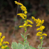 양미역취(Solidago altissima L.) : 현촌